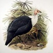Guineafowl